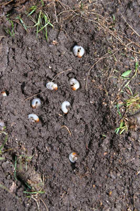 What Are Signs Of Grubs In Lawn - How To Get Rid Of Grubs In Lawn Naturally